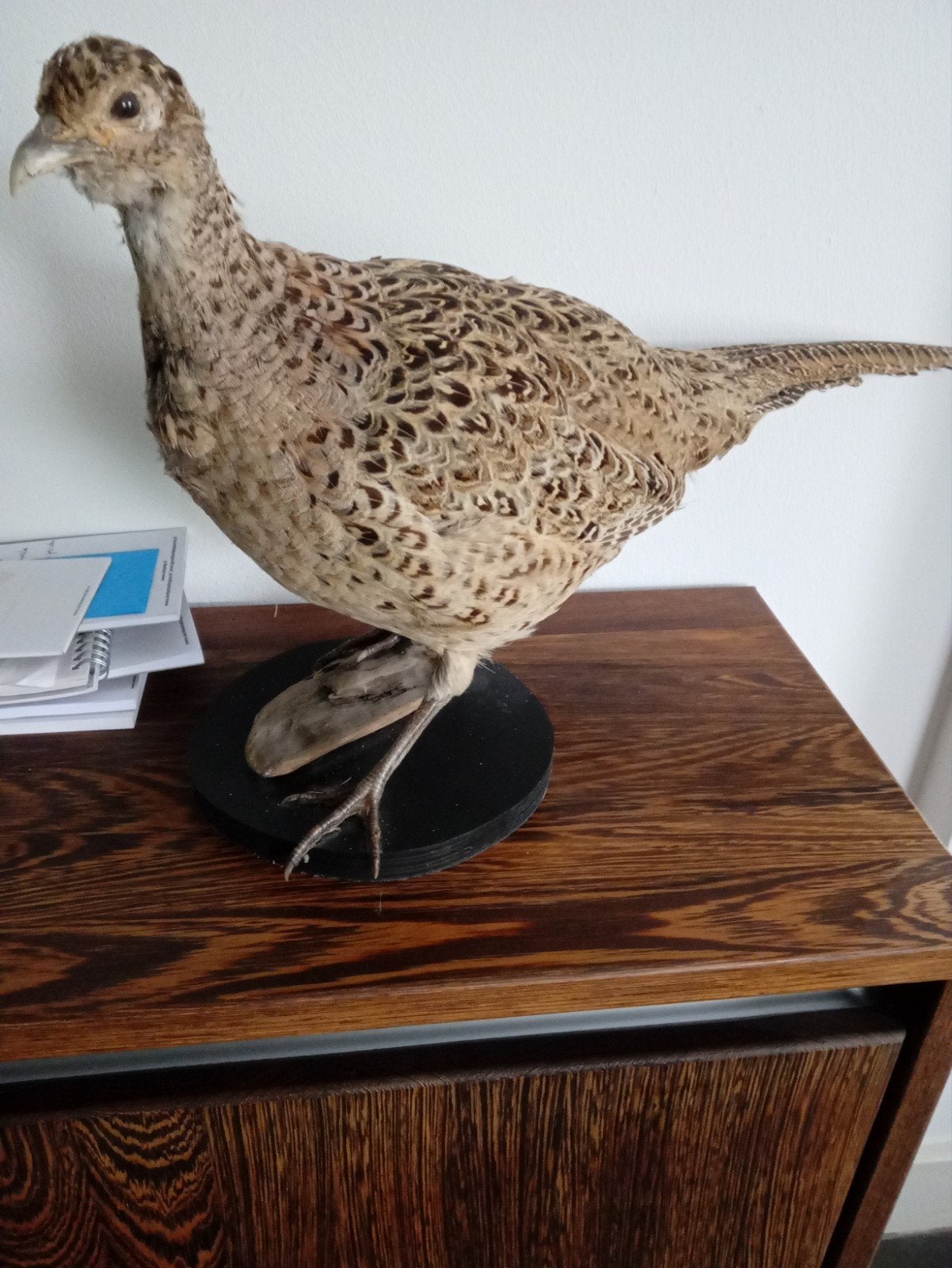 Fazant opgezette  vogel opgezeten dieren, Ophalen of Verzenden, Beeldje of Figuurtje