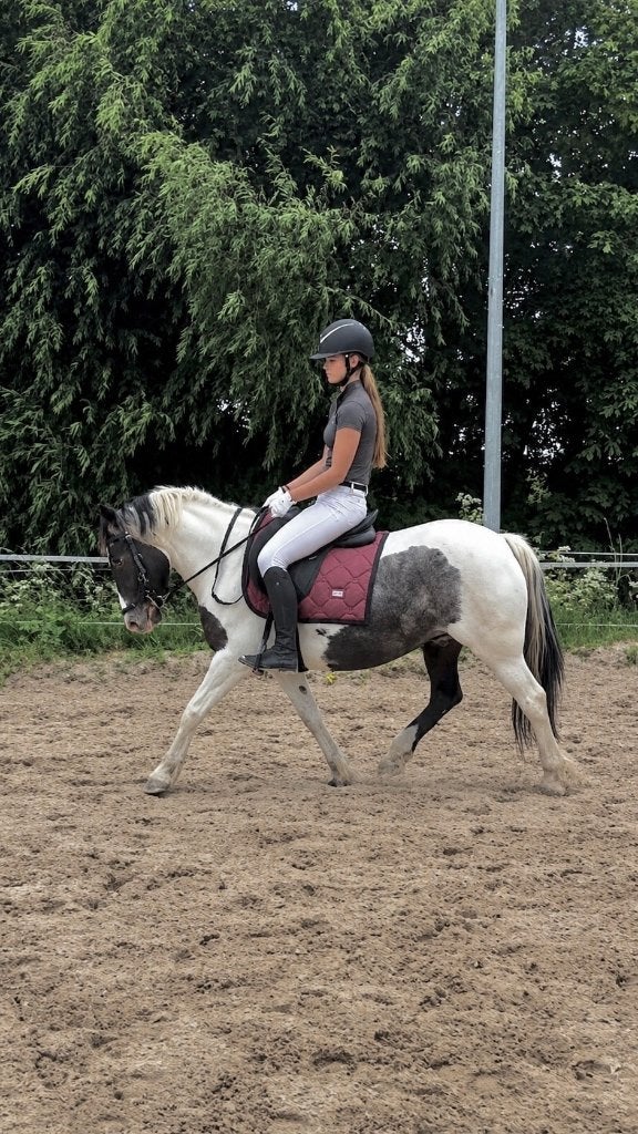 6 jarige D pony, Dieren en Toebehoren, Pony's, Merrie, B, 3 tot 6 jaar, D pony (1.37m tot 1.48m)
