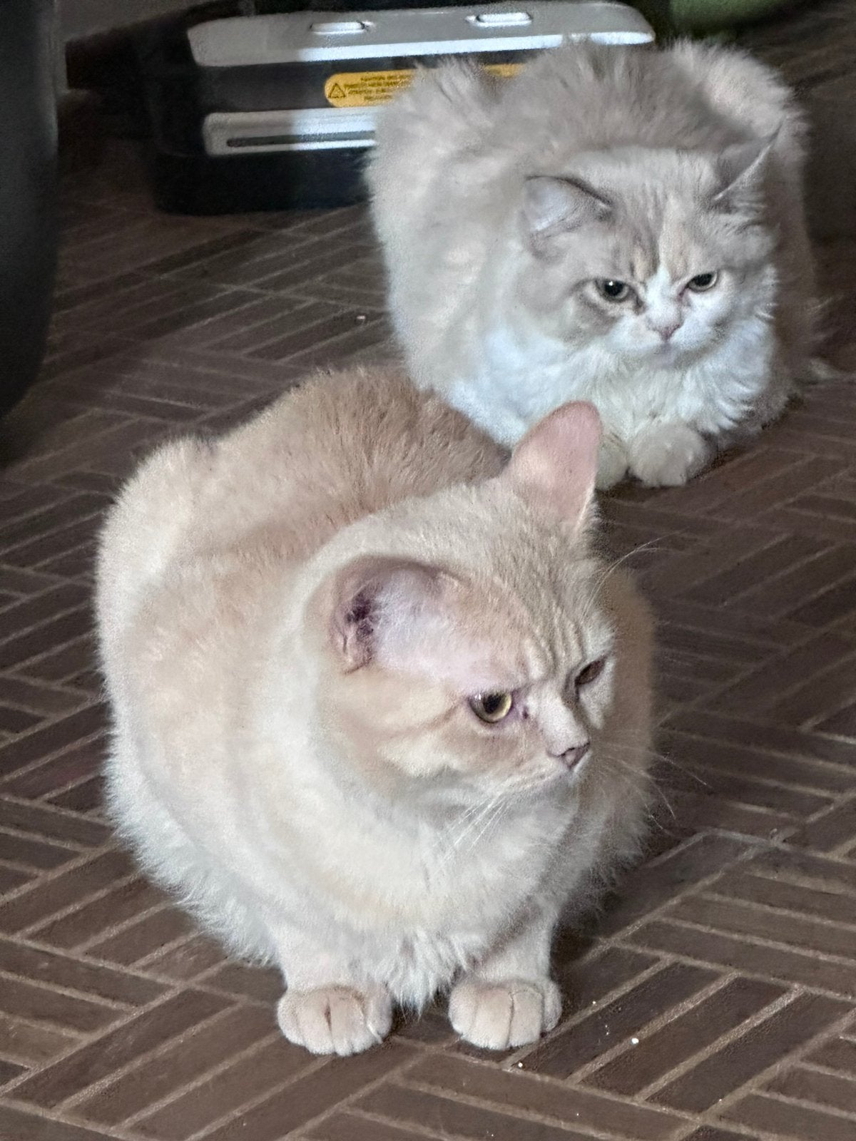 Herplaatsing britse en perzische poes en kater, Meerdere dieren