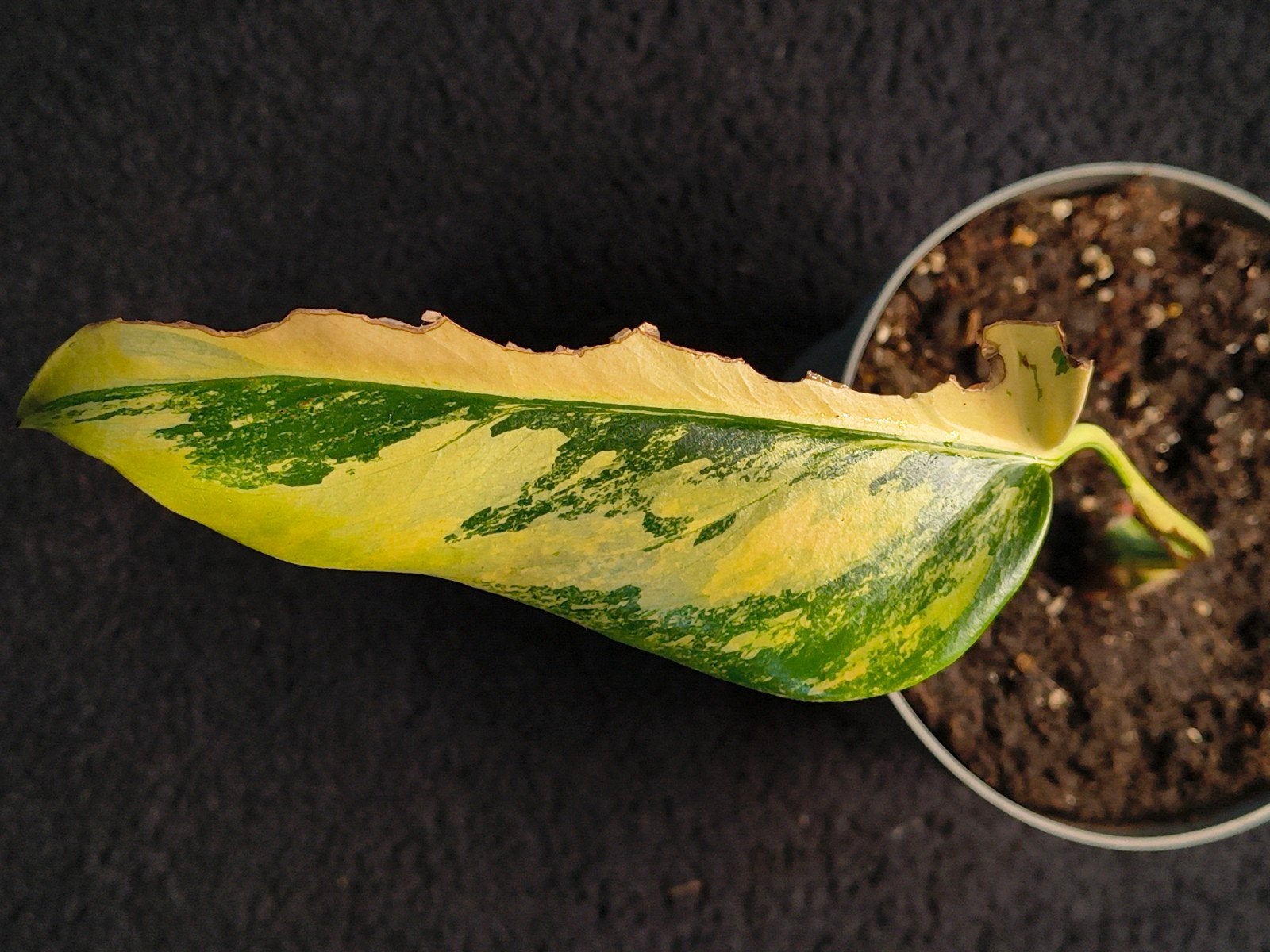 Monstera aurea variegata 🌱, Verzenden, Overige soorten, Halfschaduw, Minder dan 100 cm