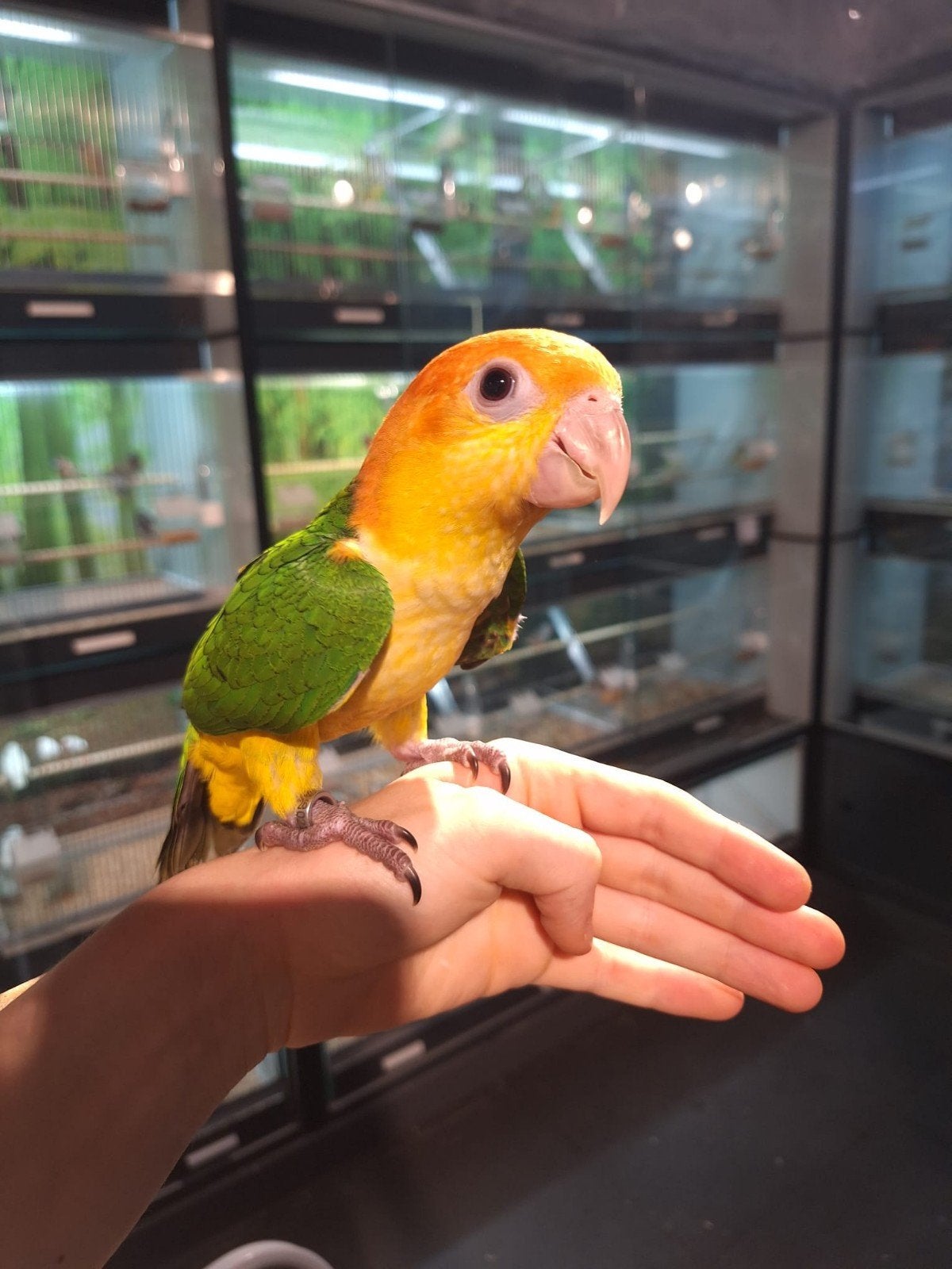 Roestkopcaique getest en met dna, Dieren en Toebehoren, Vogels | Parkieten en Papegaaien, Mannelijk, Papegaai