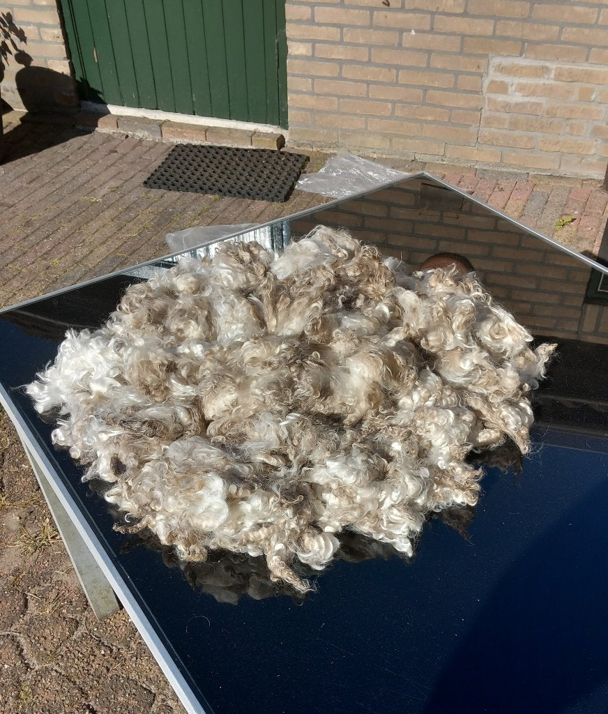 angora geiten, Meerdere dieren, Geit