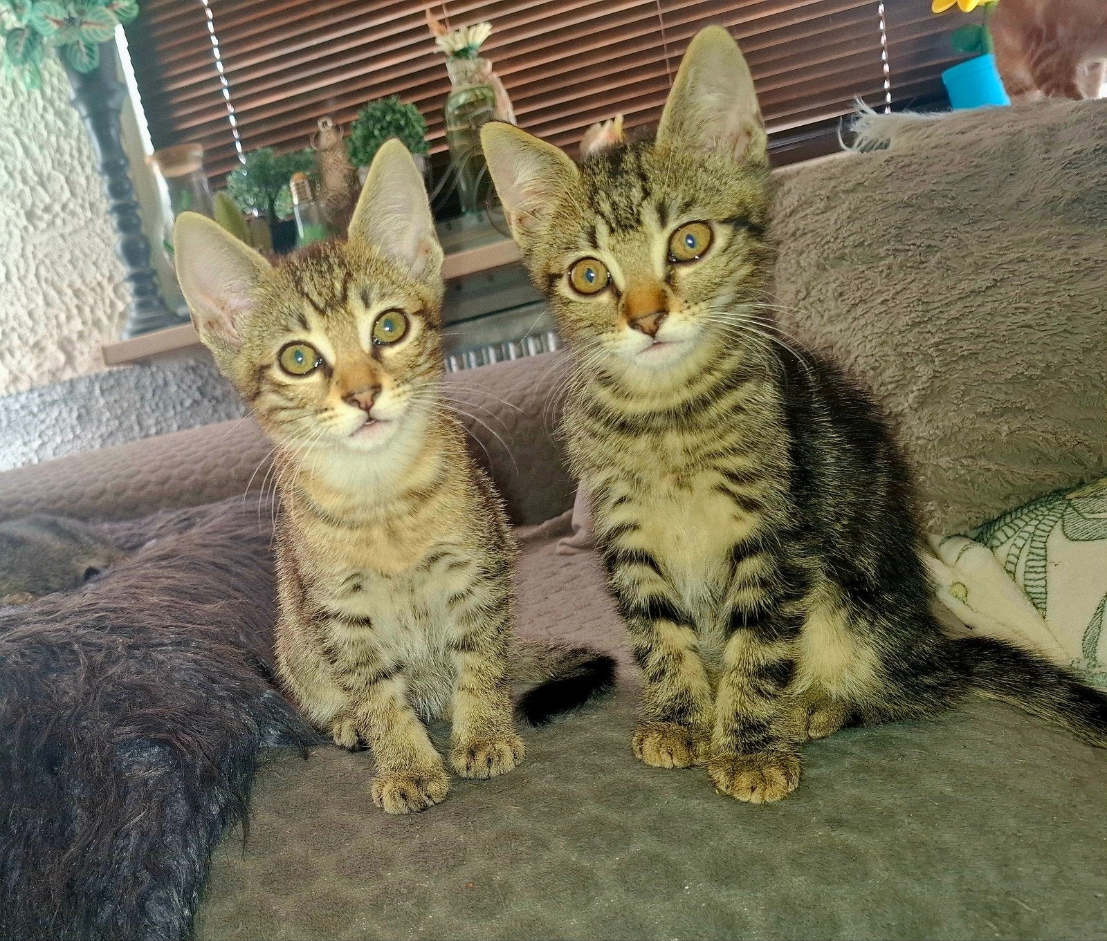Kittens,Europese korthaar  €65p/stuk., Meerdere dieren, Ontwormd