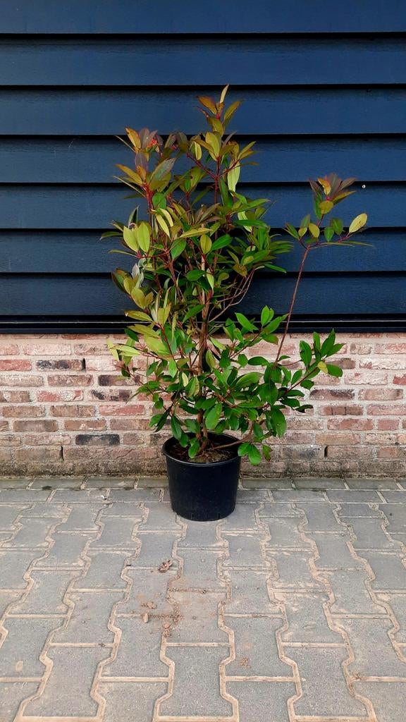 Photinia fraseri ´Red Robin´🌿🍁  haagplant, Ophalen, Overige soorten, 100 tot 250 cm