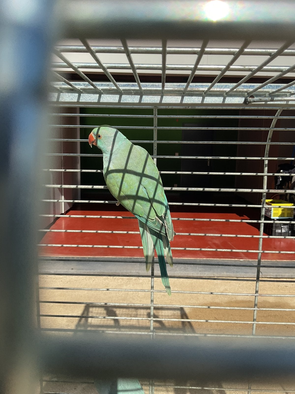 Halsband parkiet, Dieren en Toebehoren, Vogels | Parkieten en Papegaaien, Mannelijk, Parkiet, Tam