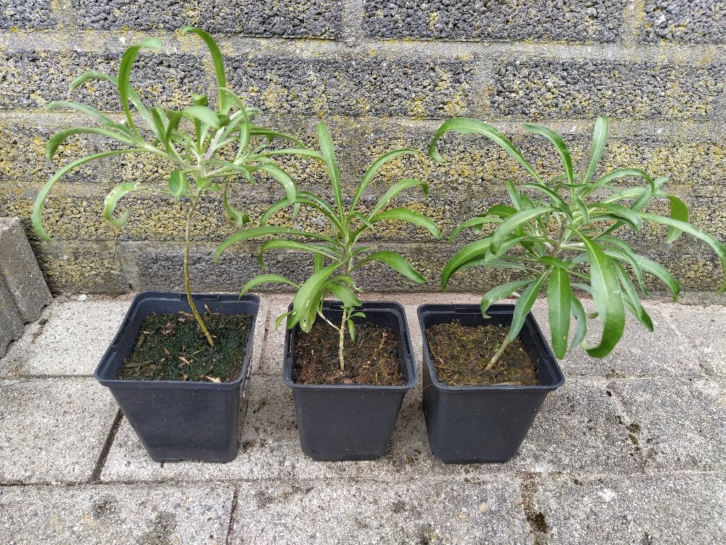 Te koop: muurbloem zaailingen, Tuin en Terras, Ophalen, Vaste plant, Overige soorten, Volle zon
