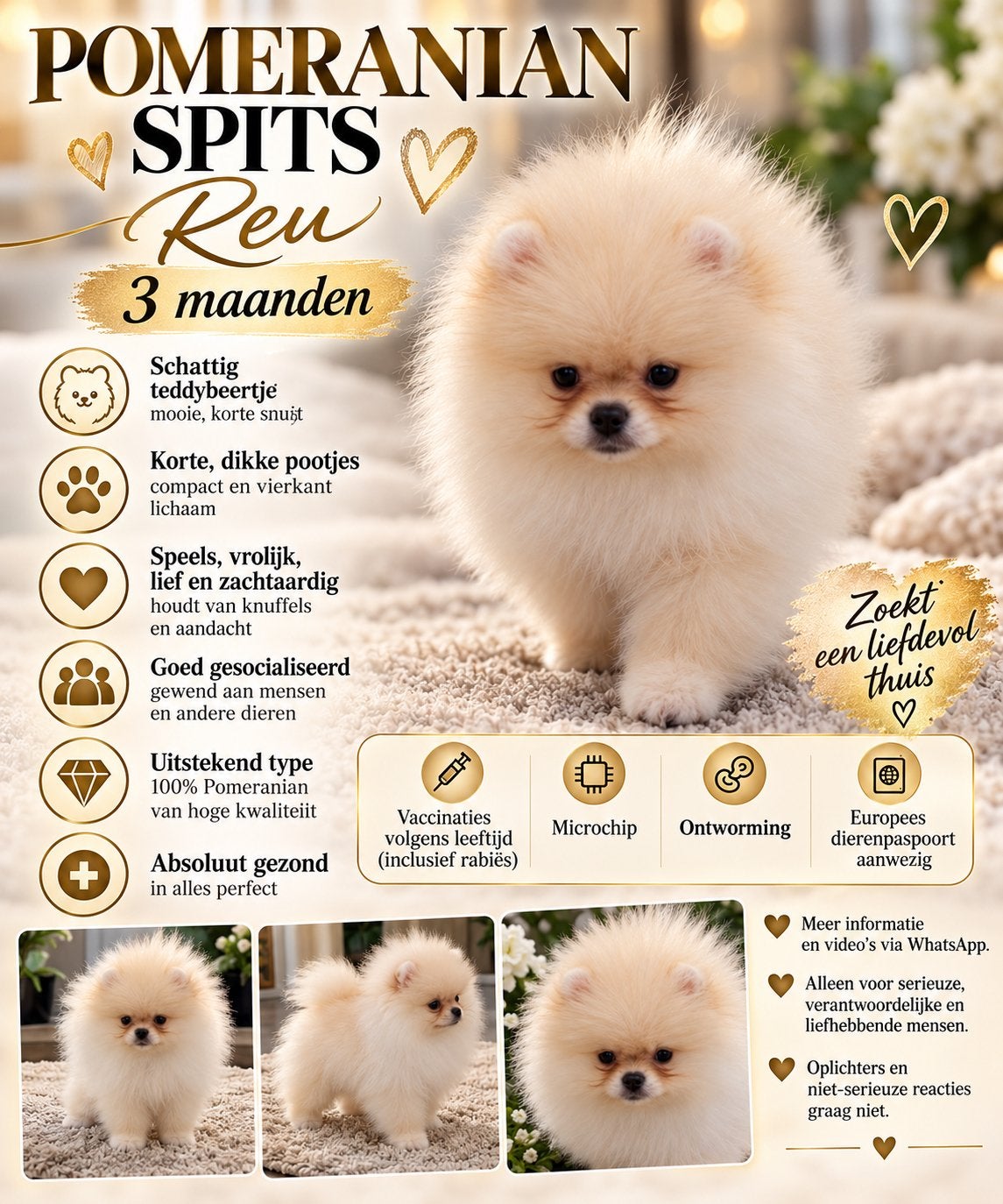 ️❤️Pomeranian️❤️, België, Particulier, Keeshond, Reu