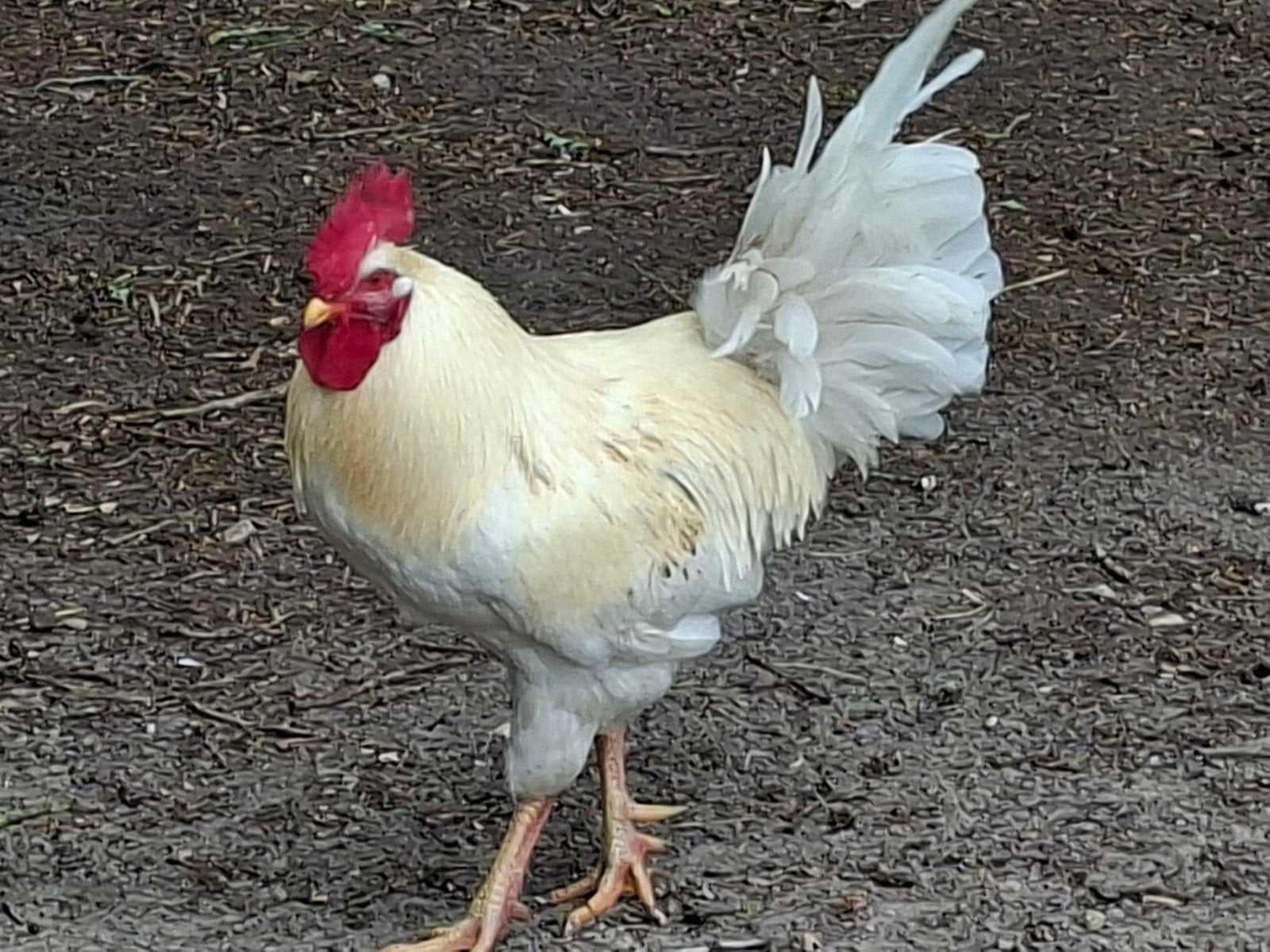 Haan, Dieren en Toebehoren, Mannelijk, Kip