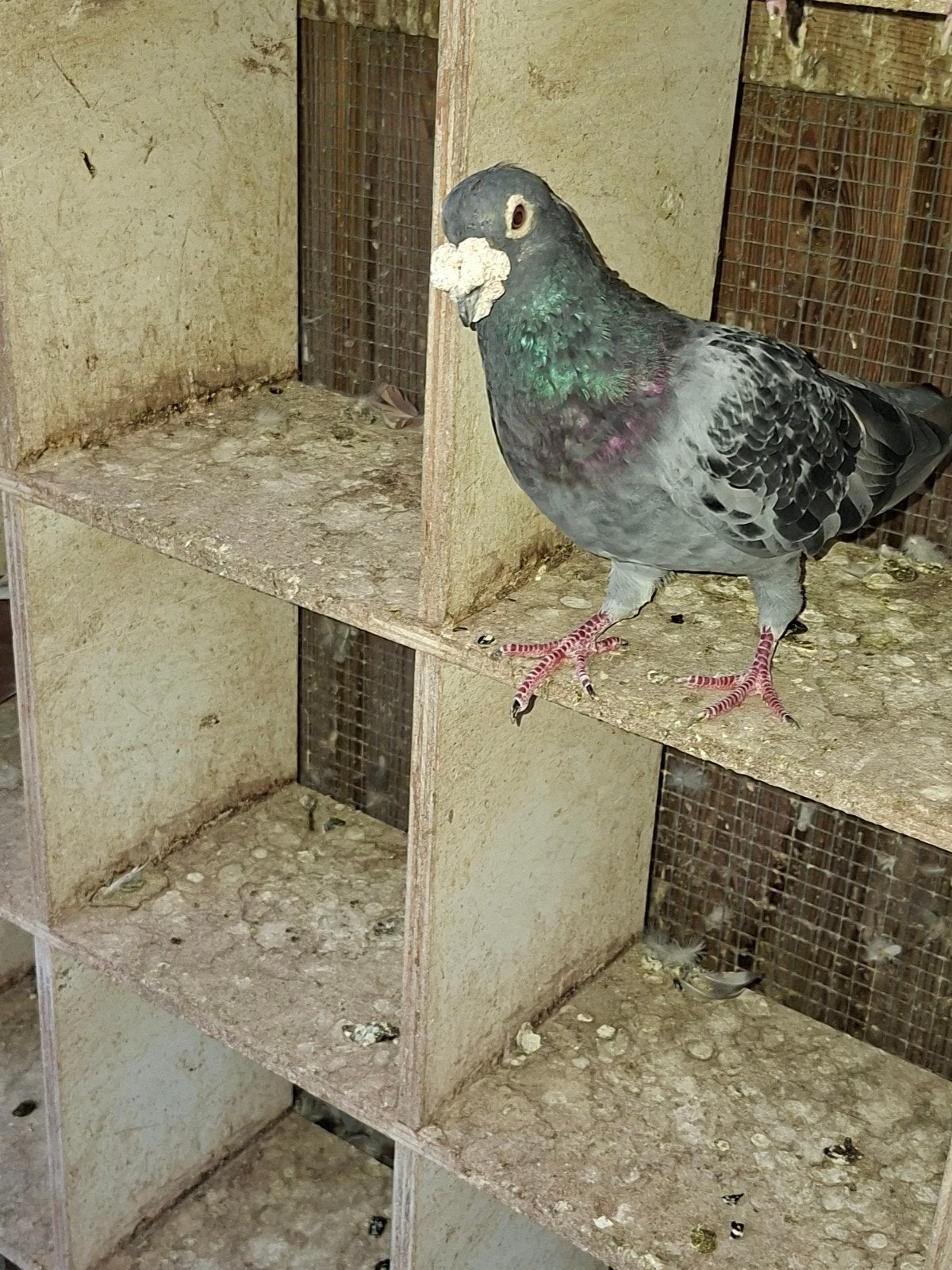 oude soort postduiven, Meerdere dieren, Postduif