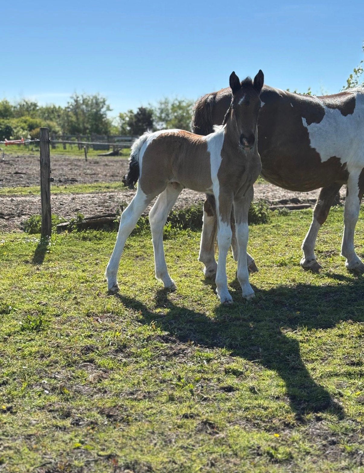 Prachtige jaarling ruin te koop, Dieren en Toebehoren, Ruin, Onbeleerd, 0 tot 2 jaar