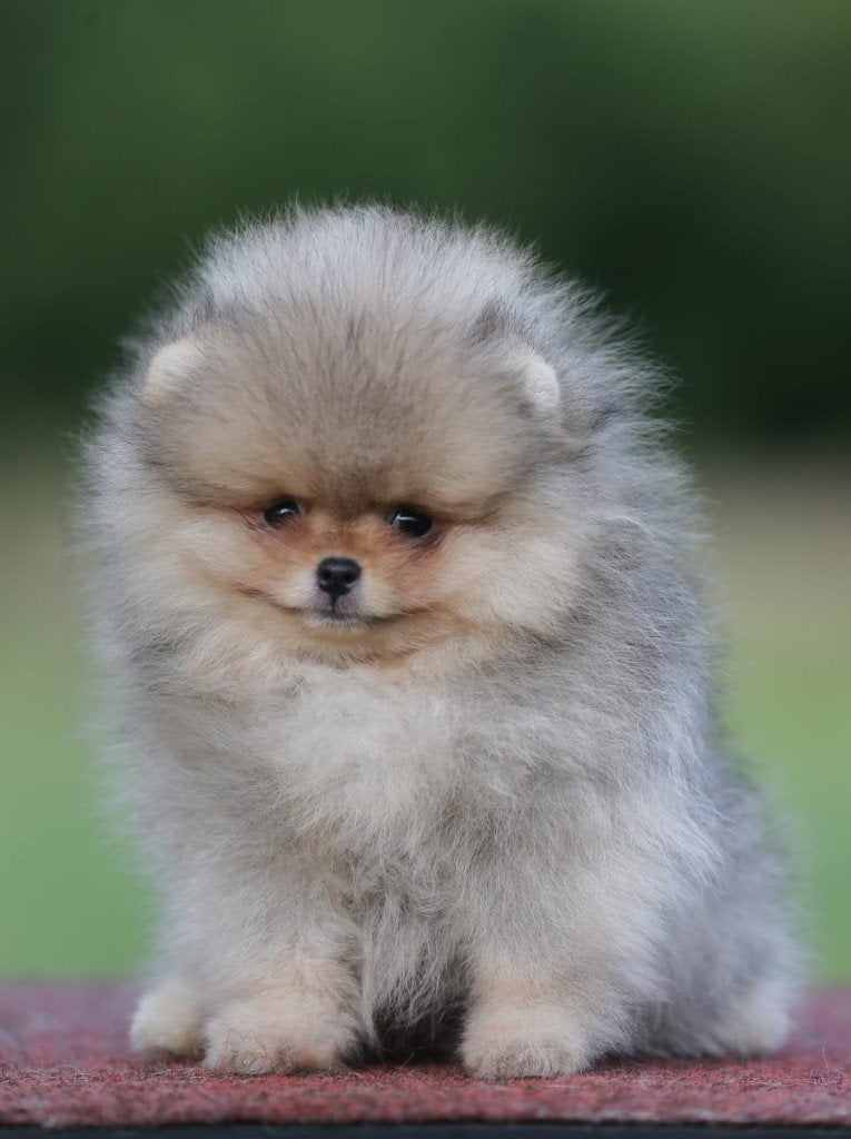 Pomeriaan pup reutje Orange Sable – Bear type, Keeshond, Reu, 8 tot 15 weken, Buitenland