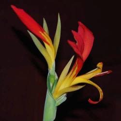 10 x Canna Brasiliensis zaden, Ophalen of Verzenden, Voorjaar, Volle zon, Zaad