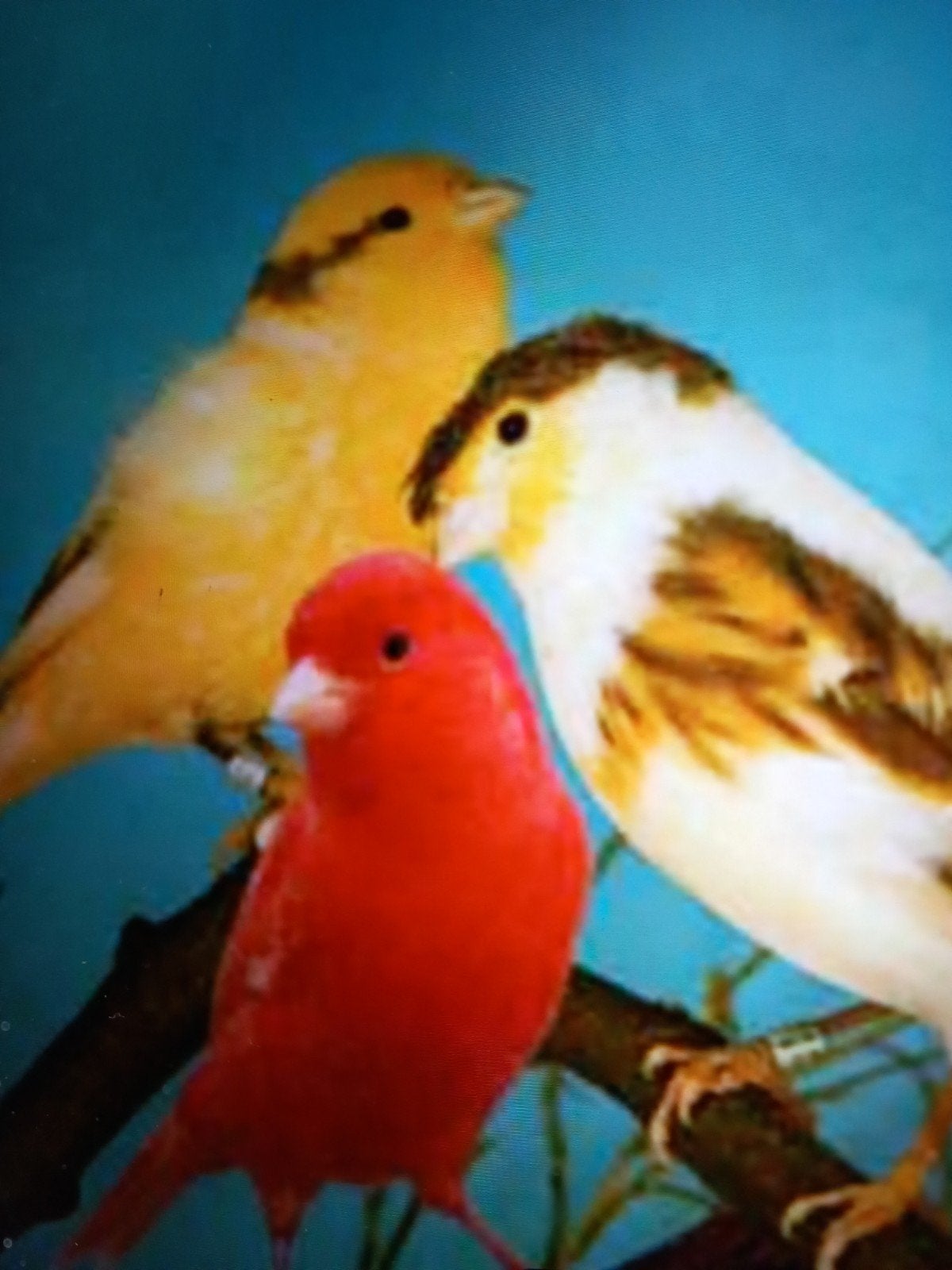 gevraagt bastaarden zangvogels, Dieren en Toebehoren, Vogels | Kanaries, Mannelijk, Bastaard