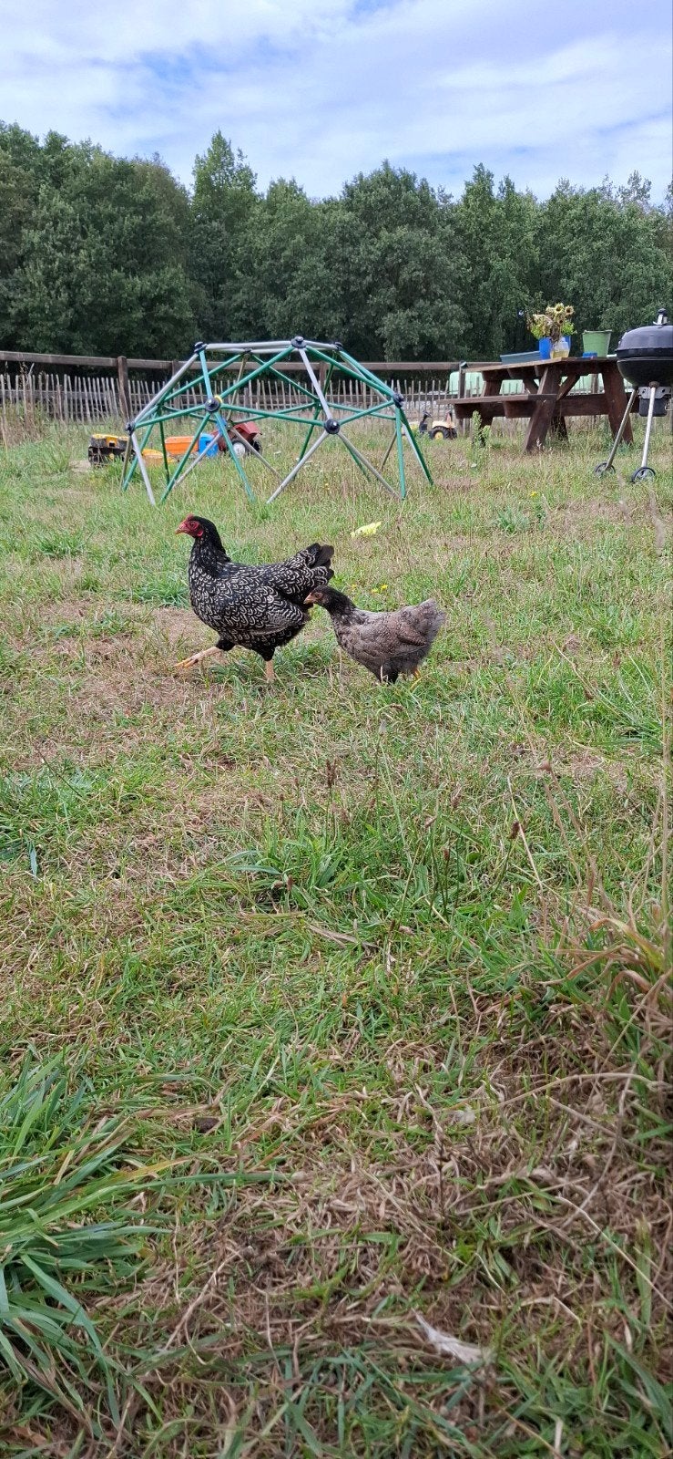 kippen, Dieren en Toebehoren, Vrouwelijk, Kip