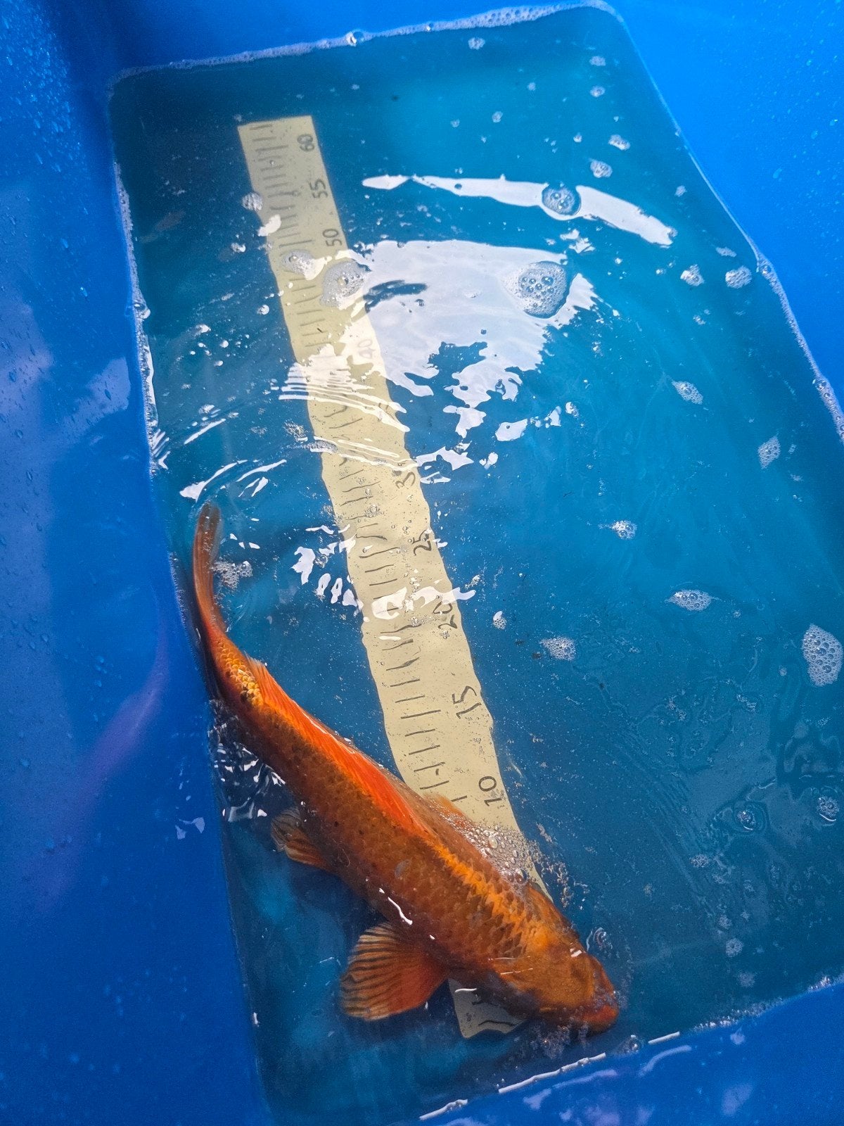 volwassen koi 35/40cm