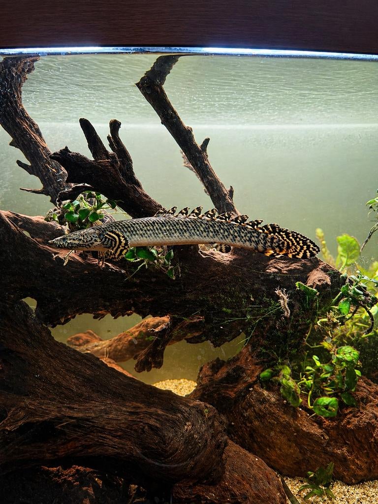 Polypterus ornatus, Dieren en Toebehoren, 0 tot 2 jaar