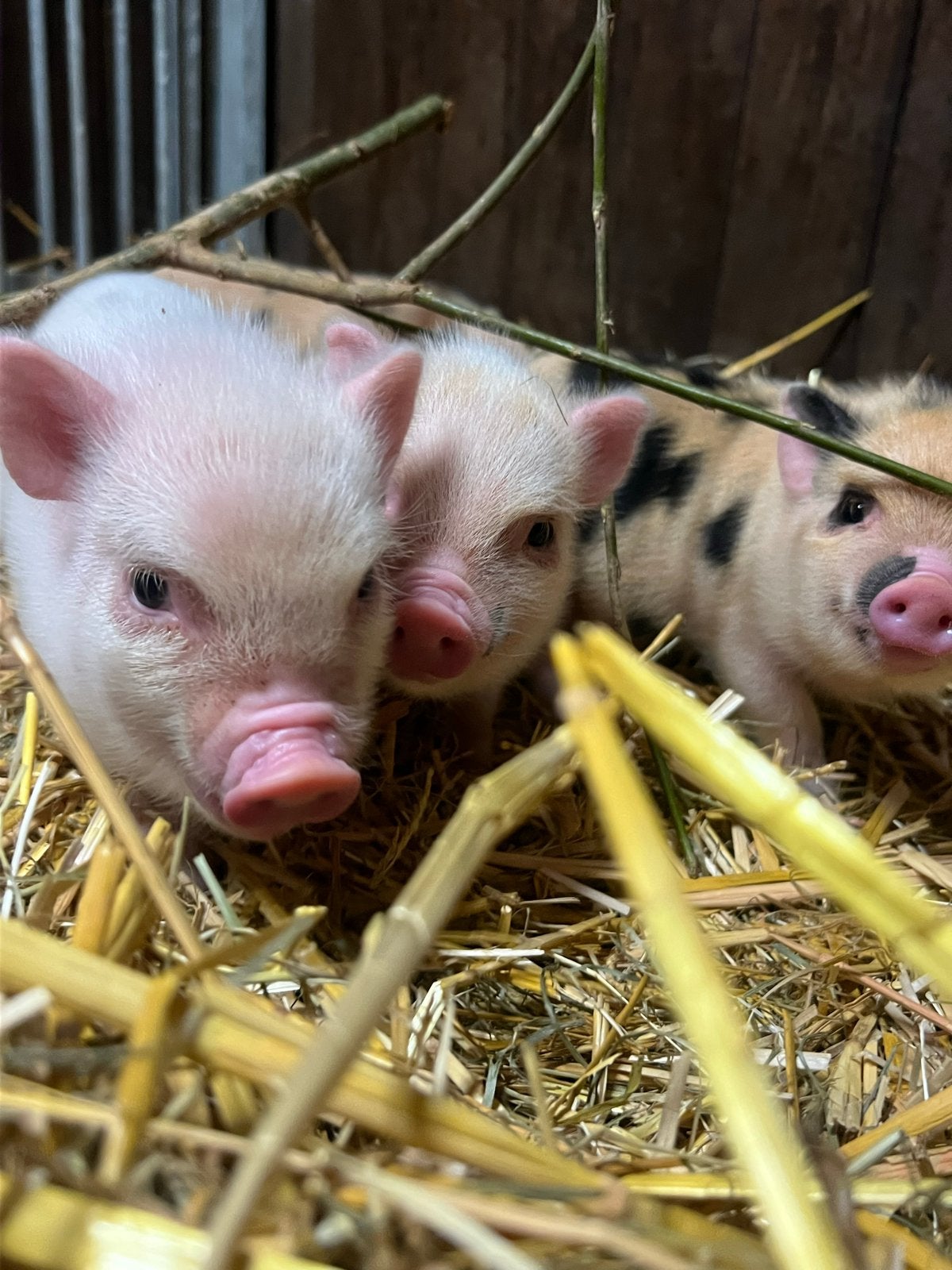 Mini biggetjes geboren 14 sept 2026, Dieren en Toebehoren