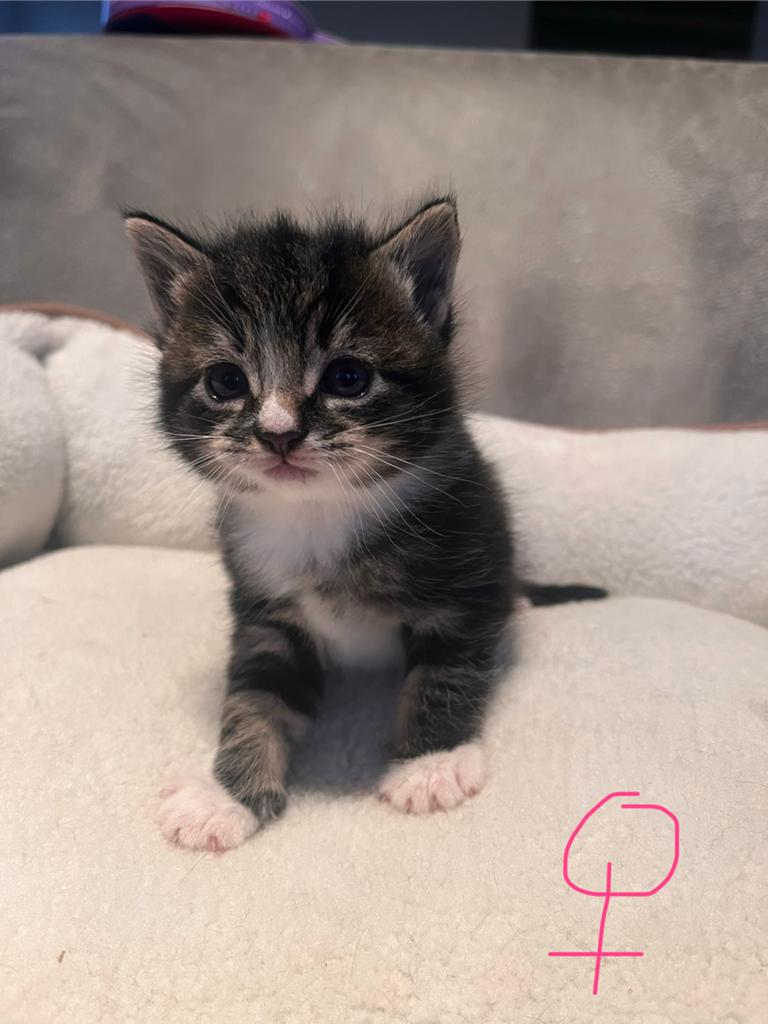 Boerderij kittens te koop!!, Dieren en Toebehoren, Katten en Kittens | Overige Katten, Meerdere dieren, Kortharig, 0 tot 2 jaar