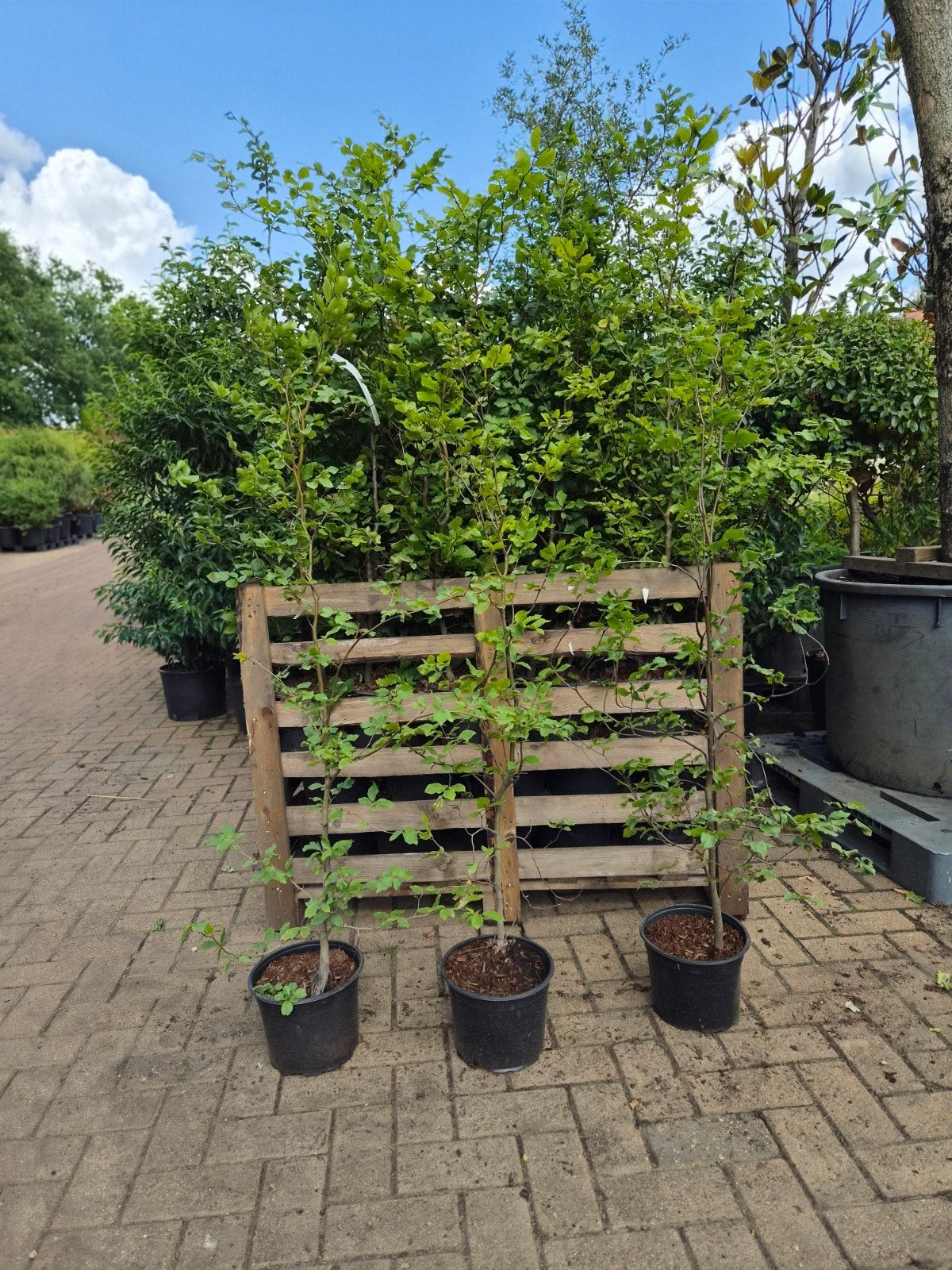 Fagus sylvatica Beukenhaag in pot 100-125cm, Overige soorten, Vaste plant, Ophalen of Verzenden, Bloeit niet