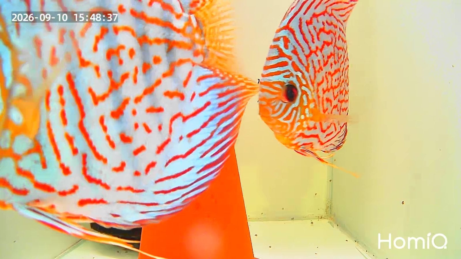 Discus Tiger Turquoise, Vis, Zoetwatervis, Schoolvis