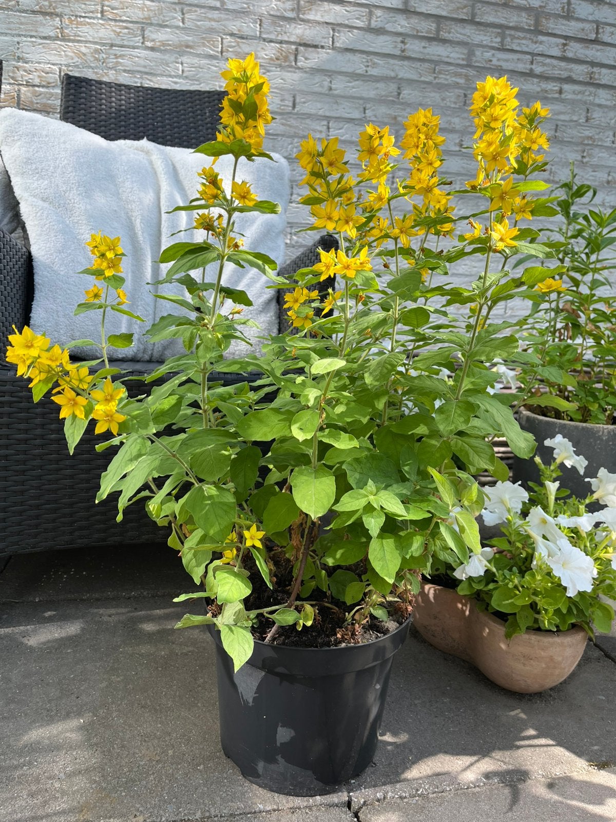 ==GAAF== Grote vaste plant gele pluimen 75 cm in pot, Tuin en Terras, Planten | Tuinplanten, Overige soorten, Vaste plant, Ophalen of Verzenden