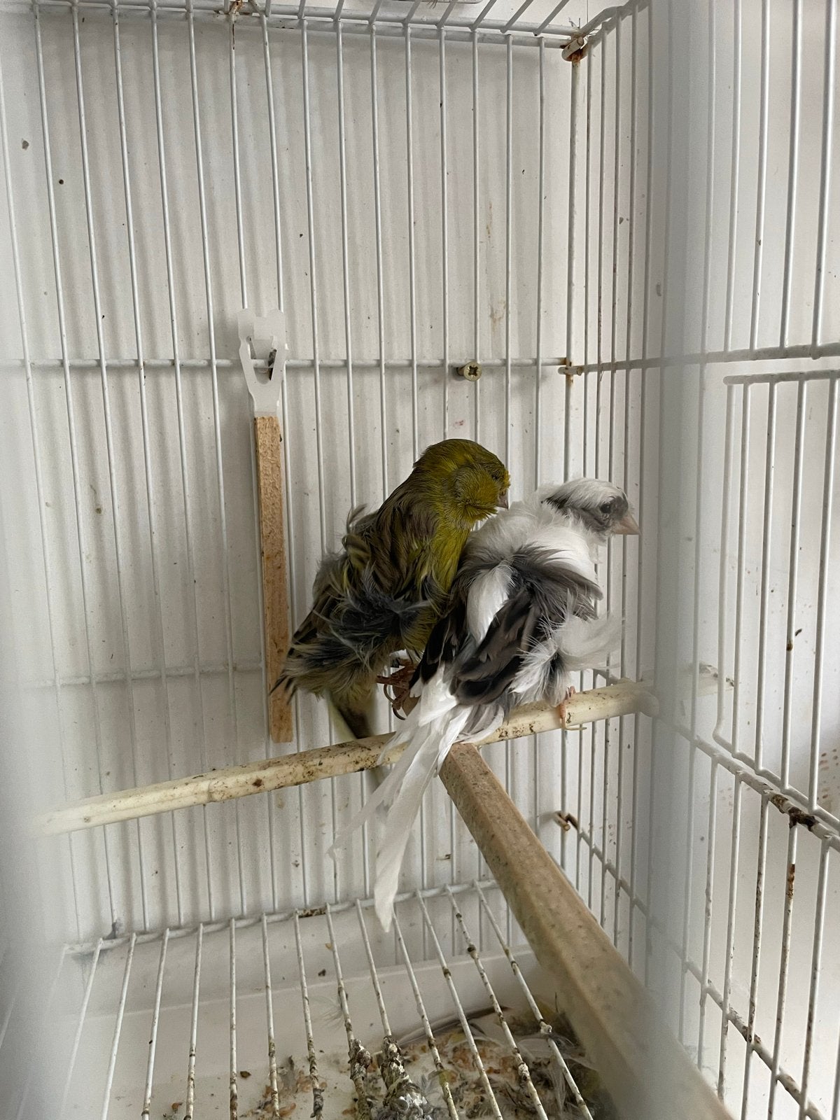 Vier koppels Parijse Frisé-kanaries uit 2025., Meerdere dieren, Kleurkanarie
