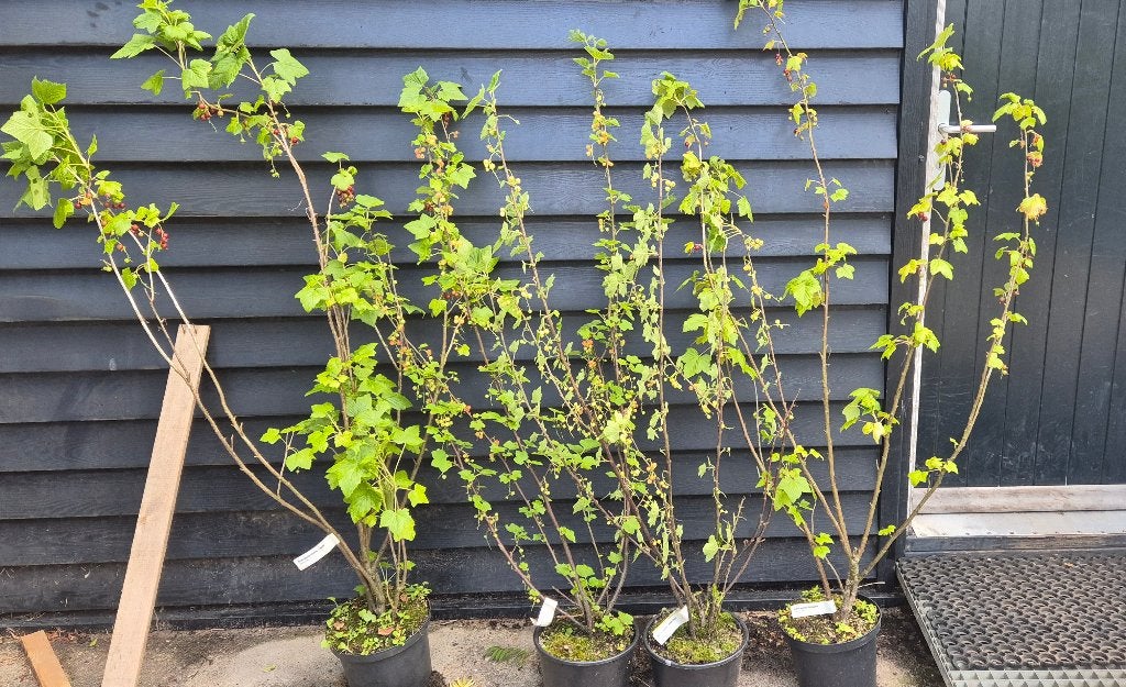 Bes in soorten (ribes), Ophalen, Volle zon, Vaste plant, Zomer