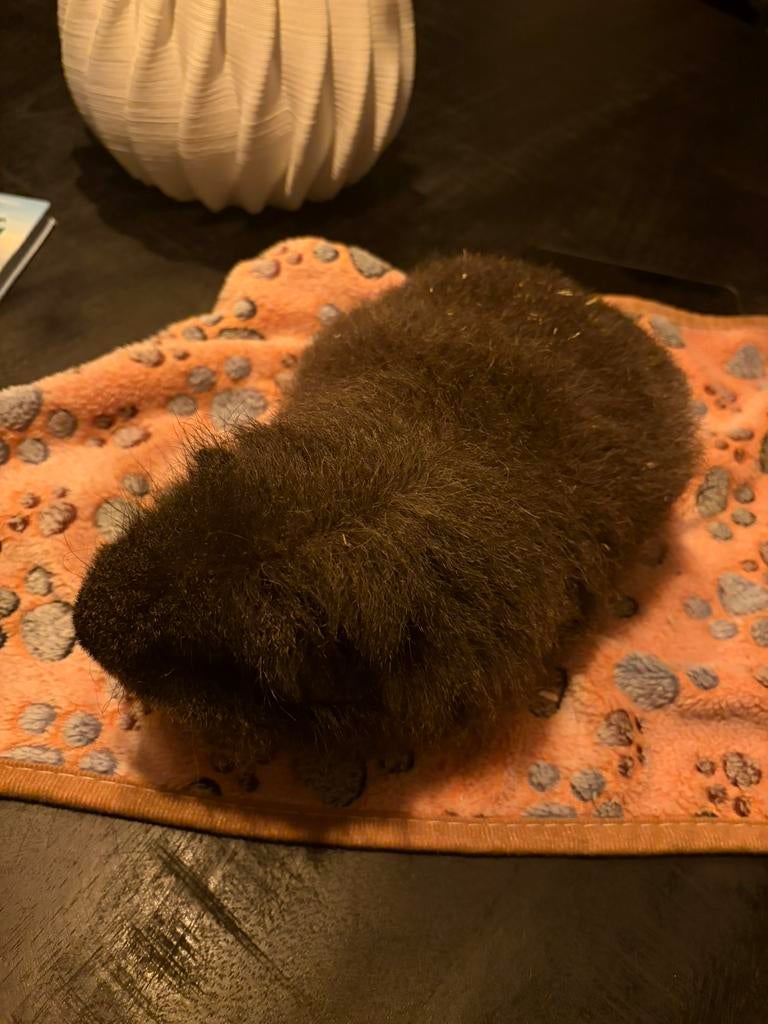 Gezocht ouder beertje cavia of gouden plekje voor deze cavia, Dieren en Toebehoren, Knaagdieren, Mei, Mannelijk, Cavia