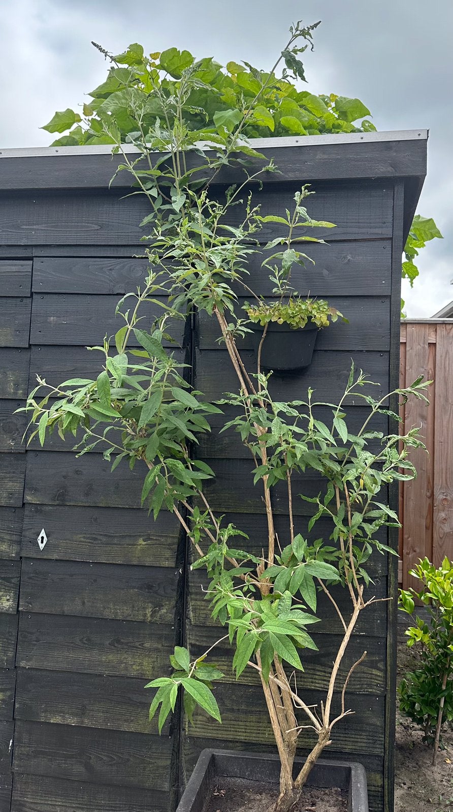 Vlinderstruik (Buddleja Davidii) donkerpaars 2m20 hoog, Tuin en Terras, Planten | Tuinplanten, Volle zon, Vaste plant, Zomer, Ophalen