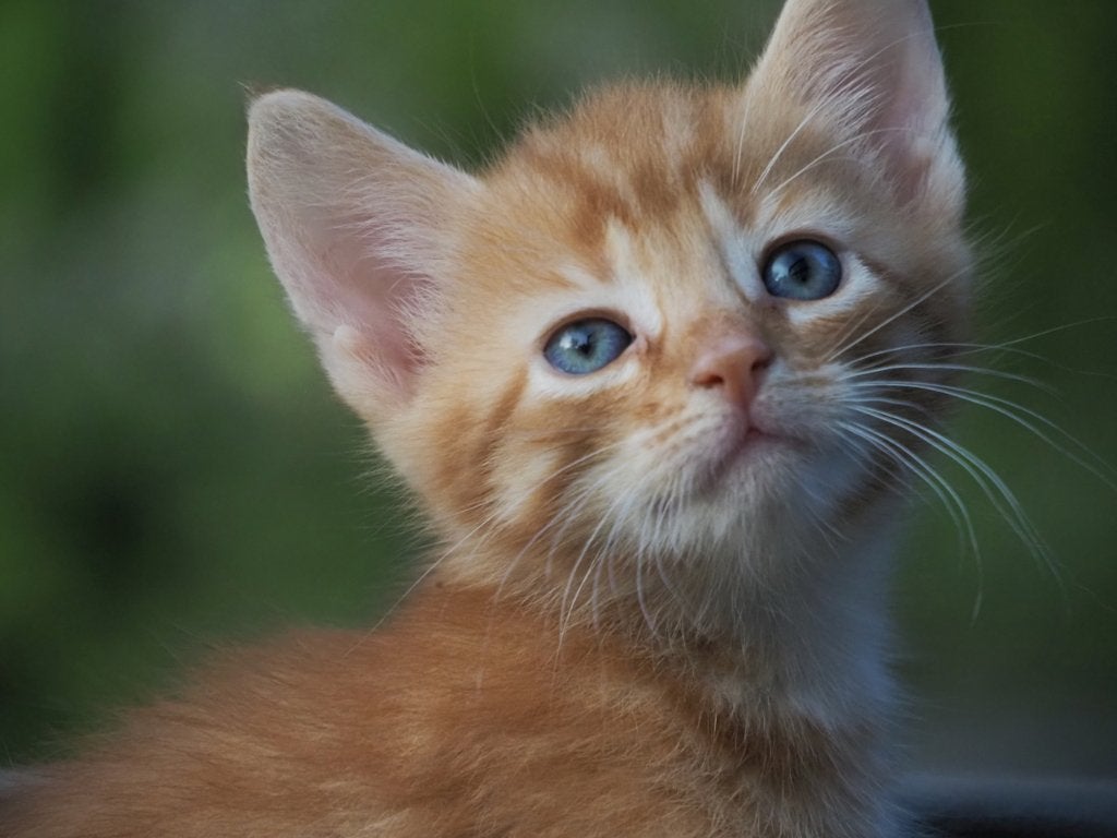 Kittens van Luna, Dieren en Toebehoren, Katten en Kittens | Raskatten | Korthaar, Meerdere dieren, 0 tot 2 jaar, Ontwormd