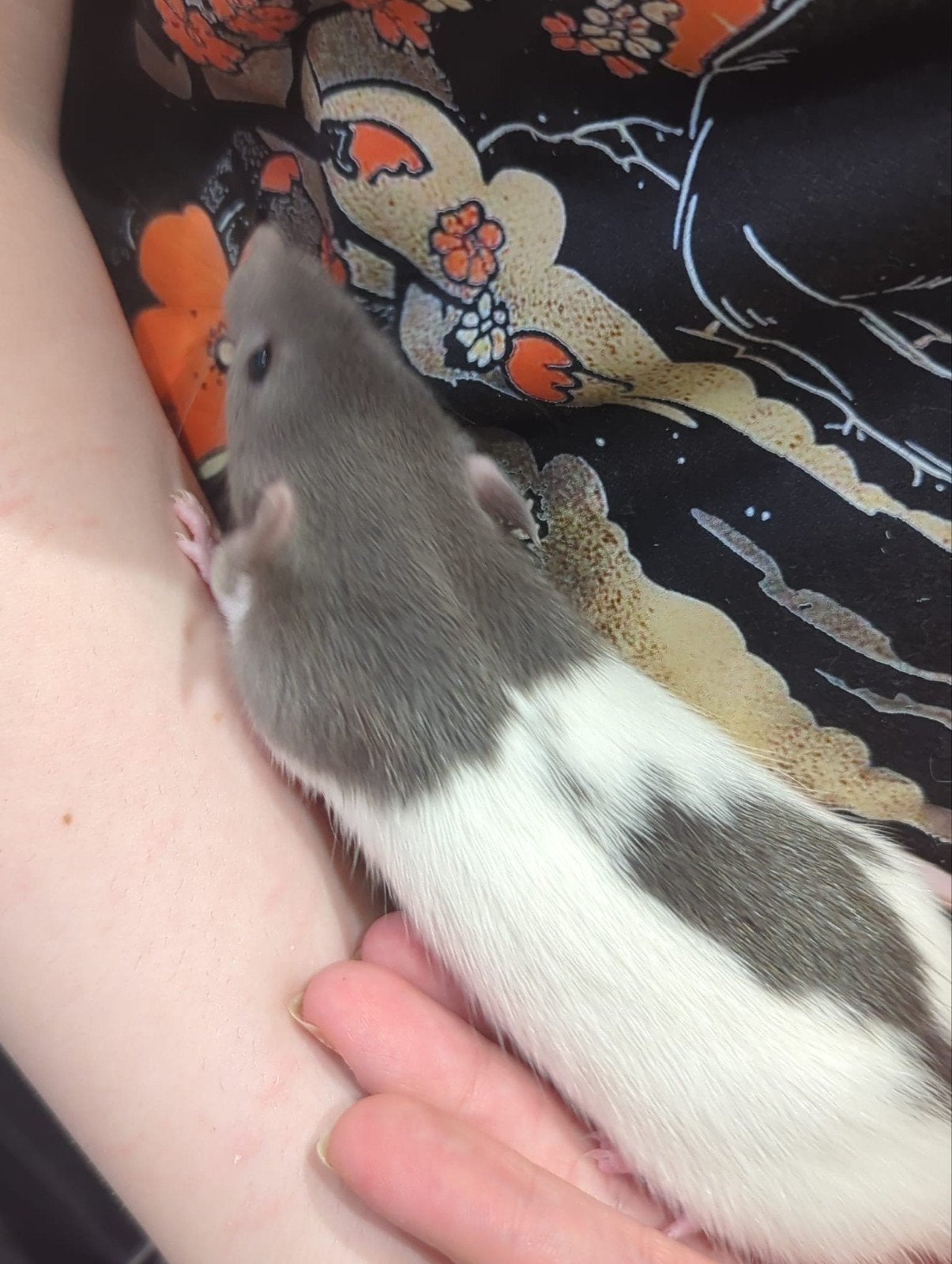 Ratjes jong super lief en super tam, Dieren en Toebehoren, Rat, Juni, Meerdere dieren, Tam