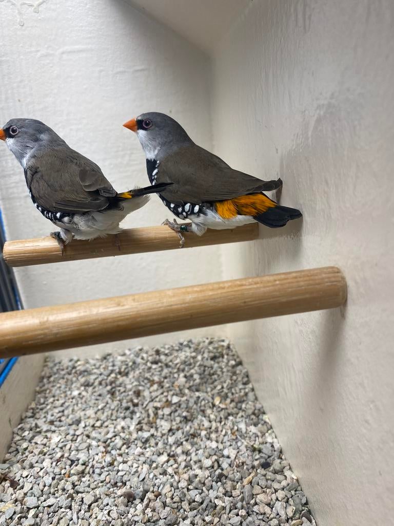 Koppel Diamantvinken, Geelsnavel!, Dieren en Toebehoren, Vogels | Overige Vogels, Meerdere dieren