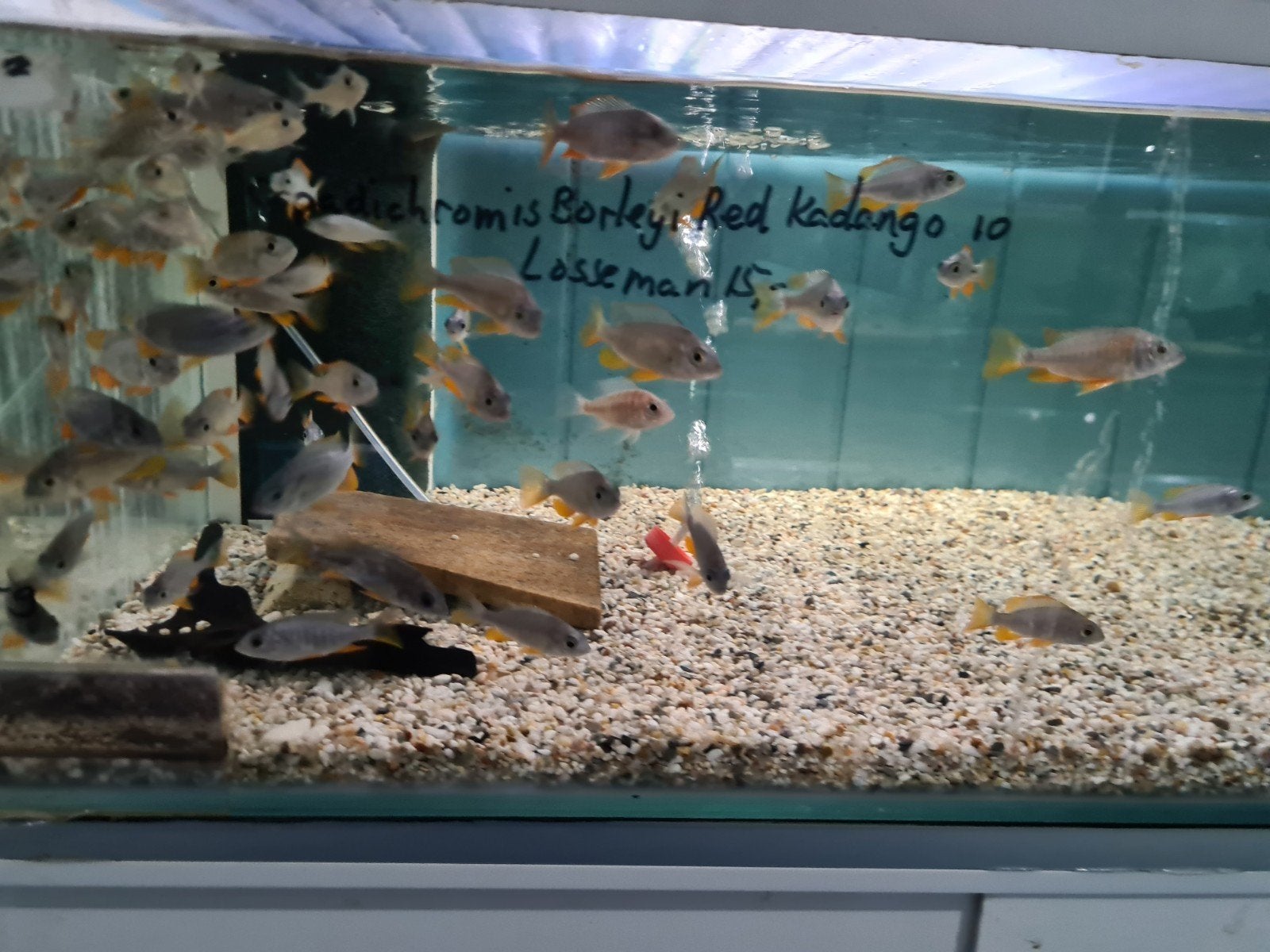 Copadichromis Borleyi Red Kadango Malawi Cichliden, Dieren en Toebehoren, Vis, Zoetwatervis