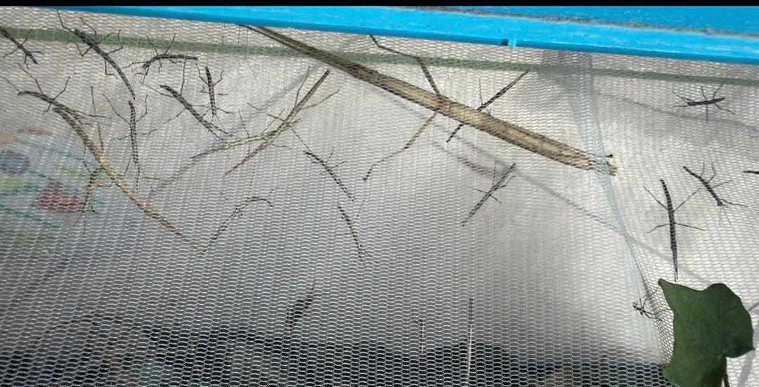 Wandelende takken, Dieren en Toebehoren, Insecten en Spinnen, Wandelende tak