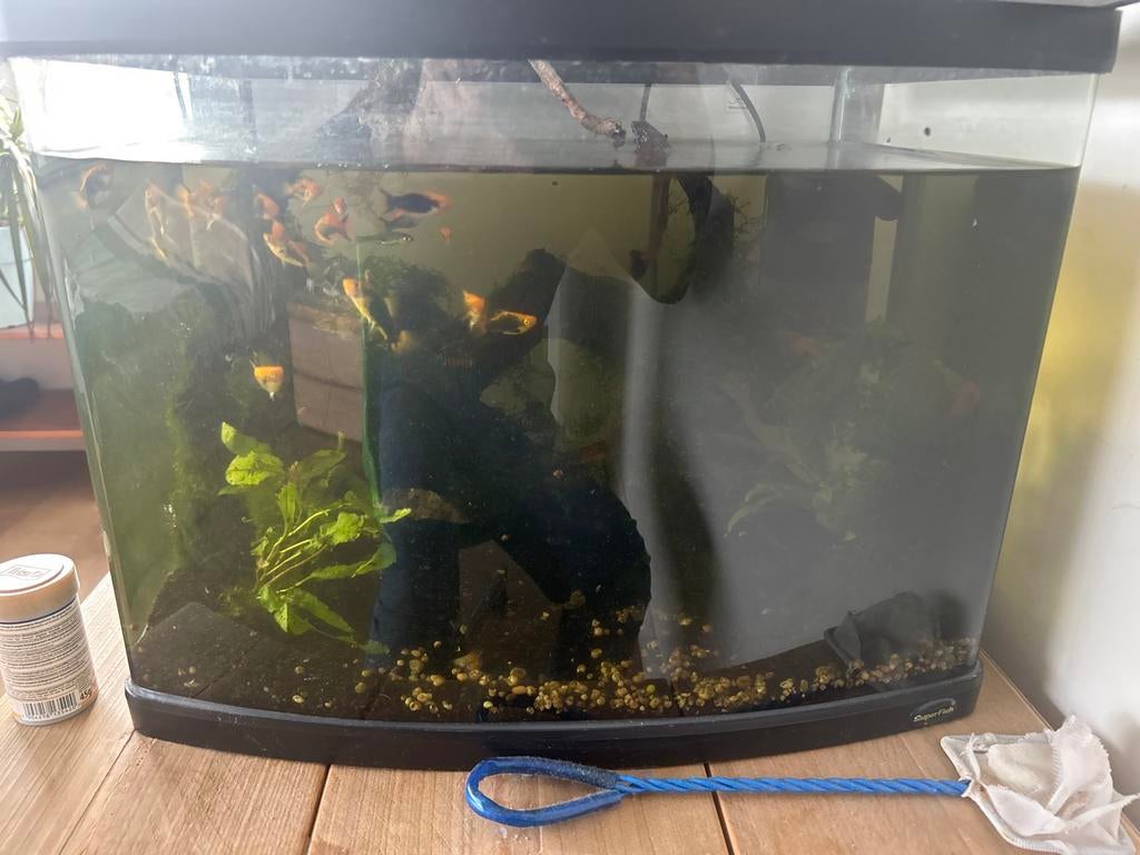Aquarium met vissen( hockeystaardjes), Dieren en Toebehoren, Vissen | Aquaria en Toebehoren, Ophalen, Gevuld zoetwateraquarium