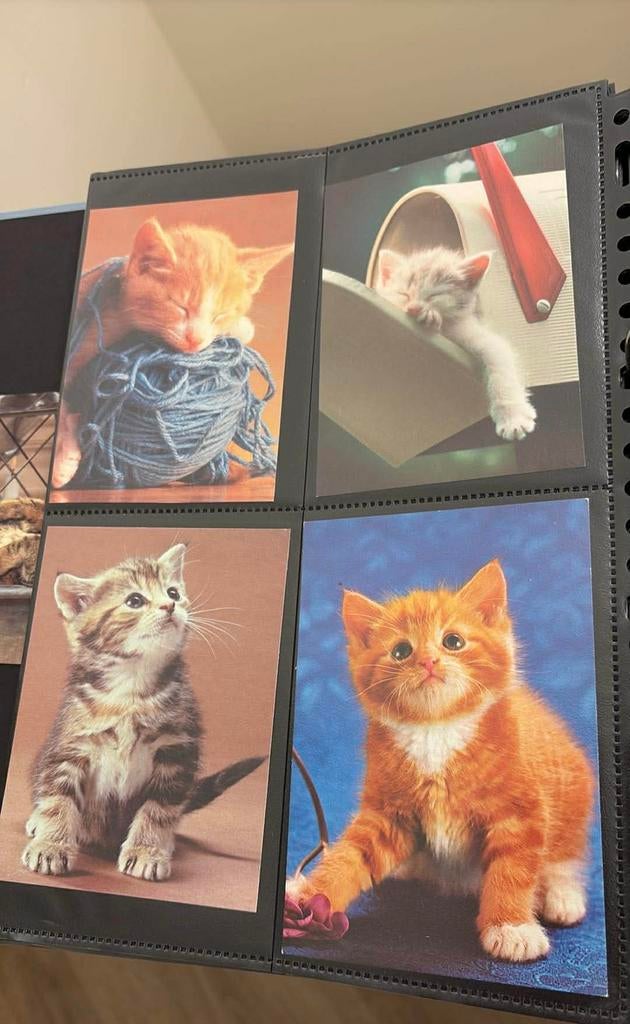 Kaarten fotokaarten poes poezen kat katten kleur zwart wit, Ophalen of Verzenden, 1980 tot heden, Hond of Kat