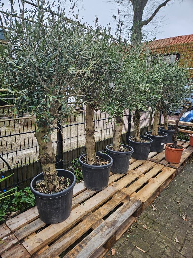 Olijfbomen in diverse maten en vormen, Tuin en Terras, Planten | Bomen, Olijfboom, 100 tot 250 cm, Volle zon, Bloeit niet, In pot