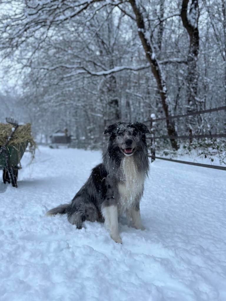 Blue merle Bordercollie x australian Shepherd dekreu, Dieren en Toebehoren, Reu, Parvo, Eén hond, 3 tot 5 jaar