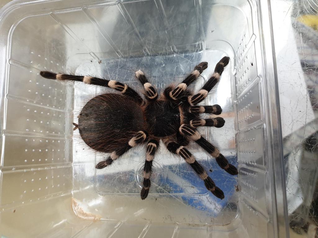 Slangen, hagedissen en meer., Dieren en Toebehoren, Reptielen en Amfibieën, 0 tot 2 jaar