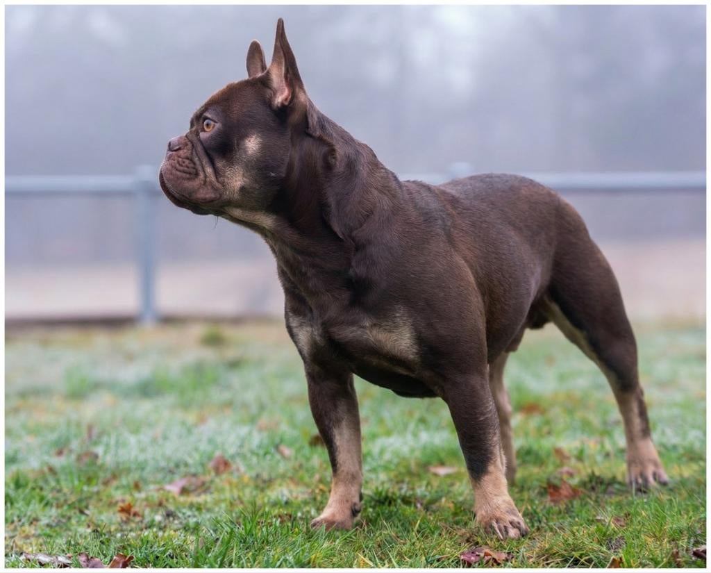 Franse bulldog dekreu ( volledig gekeurd), Parvo, Nederland, Reu, 1 tot 2 jaar