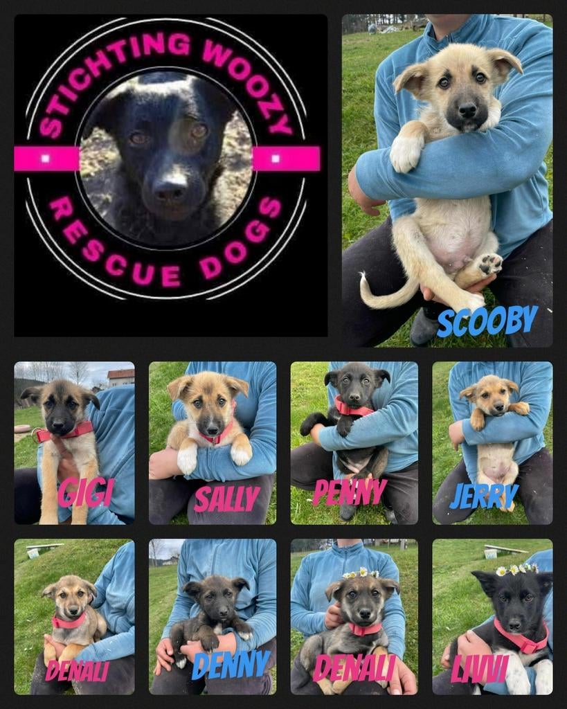Met spoed opvang gezocht voor pupjes!, Particulier, 15 weken tot 1 jaar, Buitenland, Parvo