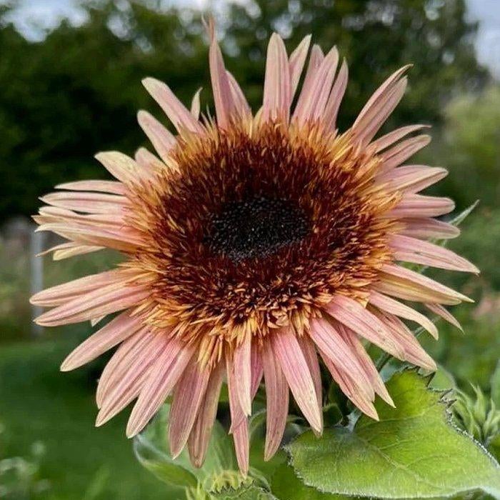 Meer dan 80 soorten zonnebloemzaden uit voorraad leverbaar., Tuin en Terras, Bloembollen en Zaden, Verzenden, Voorjaar, Volle zon