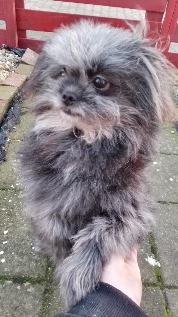 Liefe Pomeriaan Shih tzu hondje 1 teefje ze is 2 jaar oud, Dieren en Toebehoren, Honden | Chihuahua's en Gezelschapshonden, Meerdere dieren