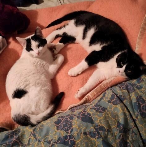 Moeder en zoon zoeken een warm huisje, Dieren en Toebehoren, Poes