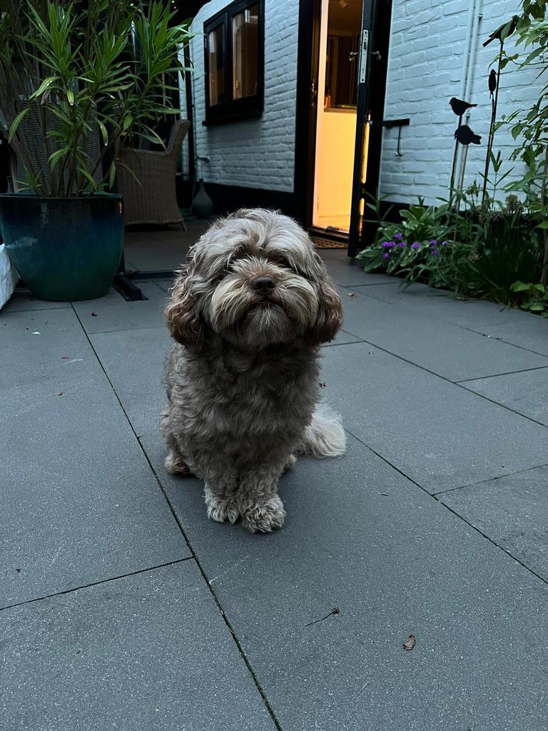 Dekreu maltipoo, IS NIET TE KOOP!, Reu, 1 tot 2 jaar, Eén hond, CDV (hondenziekte)