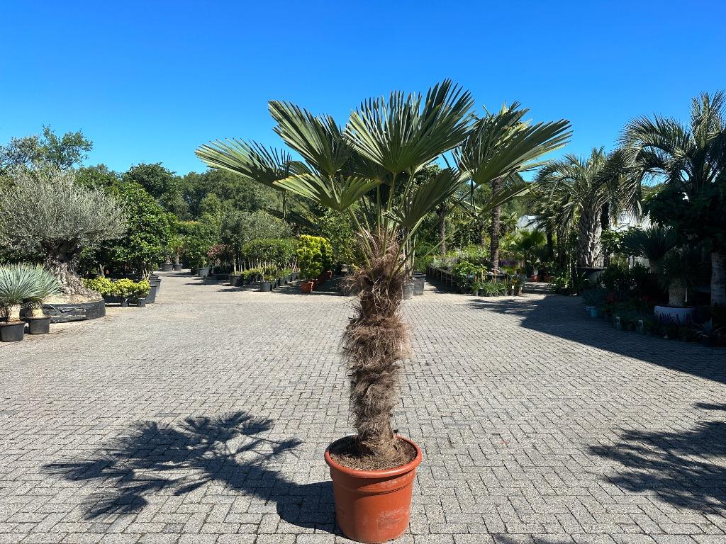 Trachycarpus wagnerianus met 100/120 cm stamhoogte te koop!!, Tuin en Terras, Planten | Bomen, In pot, Halfschaduw, Ophalen of Verzenden