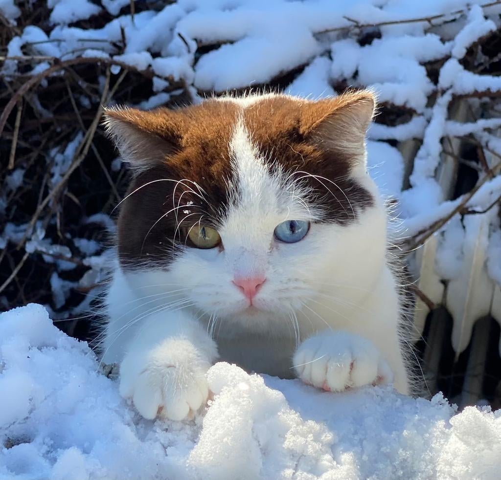 Prachtige odd eye chocolate & white dekkater met stamboom