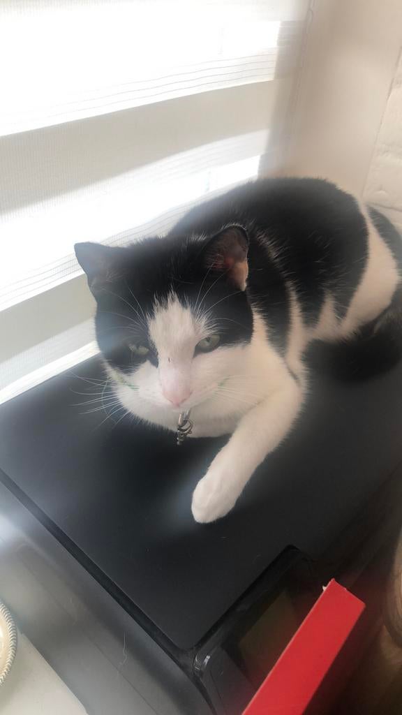 🐾Oppassen/Verzorgen🐾, Komt aan huis, Oppas