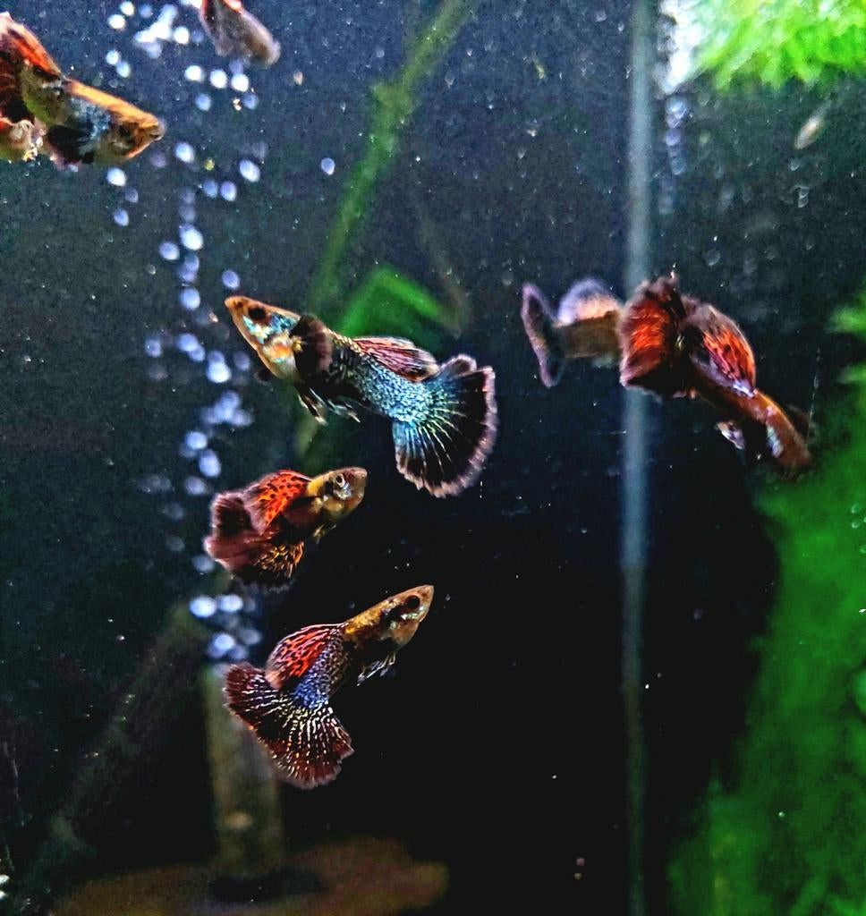Unieke Platinum Dragon Guppen. De laatsten nu 10st voor 40€, Dieren en Toebehoren, Vissen | Aquariumvissen, Vis