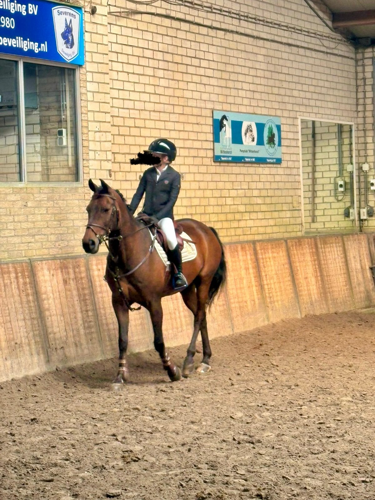 Allround D pony, Dieren en Toebehoren, Ruin, D pony (1.37m tot 1.48m), Met stamboom, 11 jaar of ouder